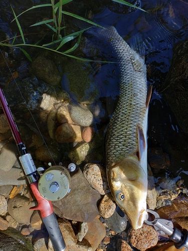 ニゴイの釣果