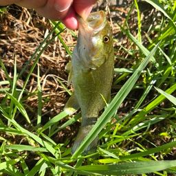 スモールマウスバス