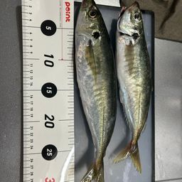 アジ