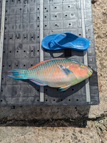 ヒブダイの釣果
