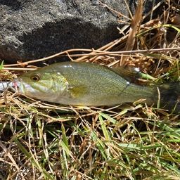 スモールマウスバス