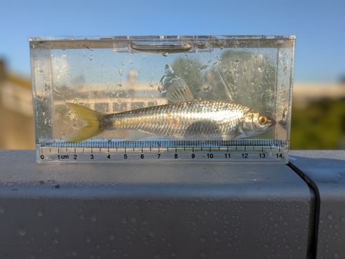 オイカワの釣果
