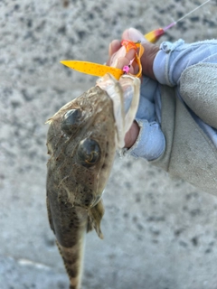 ワニゴチの釣果