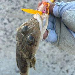 ワニゴチ