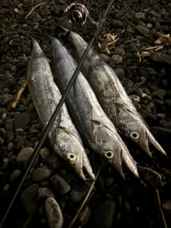 テンジクタチの釣果