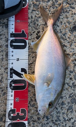 ネリゴの釣果