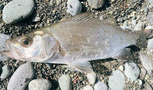 セイゴ（ヒラスズキ）の釣果