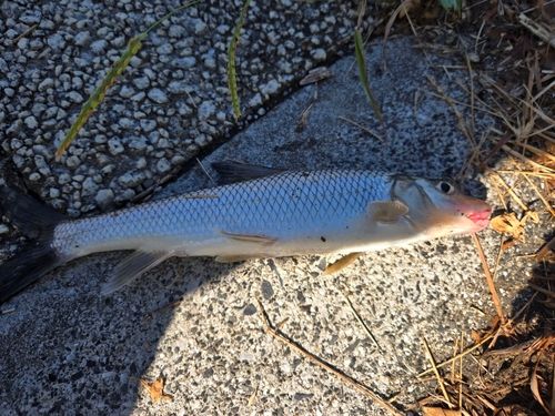 ニゴイの釣果