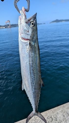 サゴシの釣果