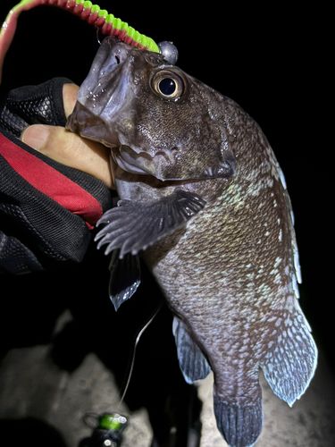 マゾイの釣果