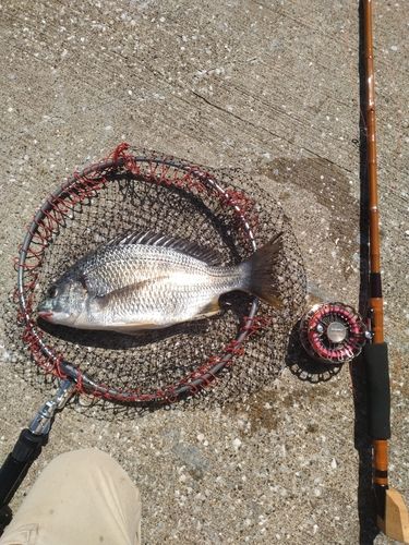 キビレの釣果