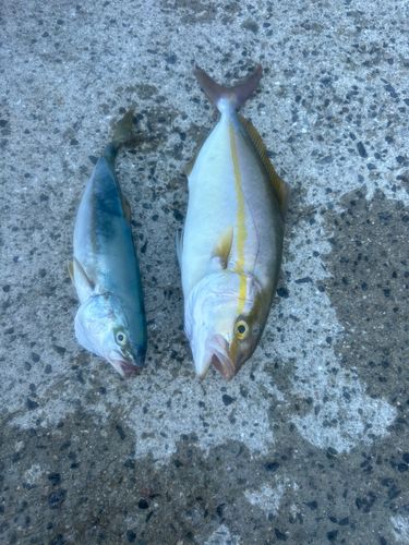釣果