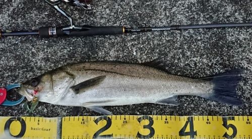 シーバスの釣果
