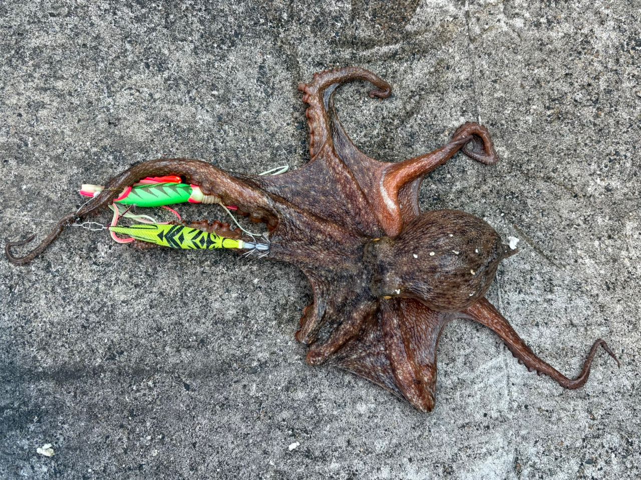 タコ