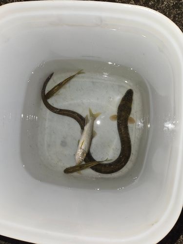 ウナギの釣果