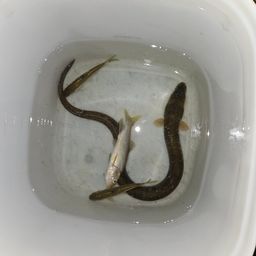 ウナギ