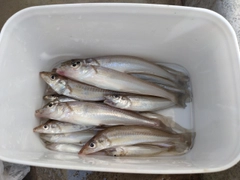キスの釣果