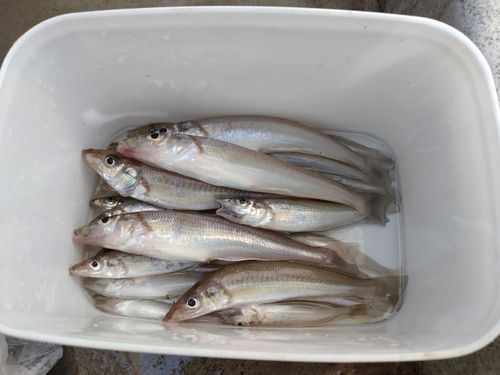夏目港