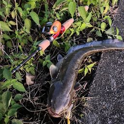 ナマズ