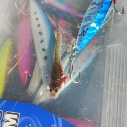 マゴチ