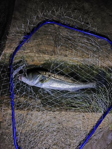 フッコ（マルスズキ）の釣果