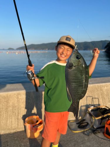 メジナの釣果