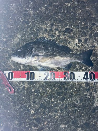 チヌの釣果