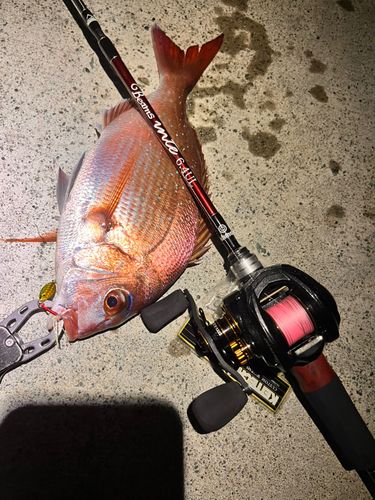 マダイの釣果