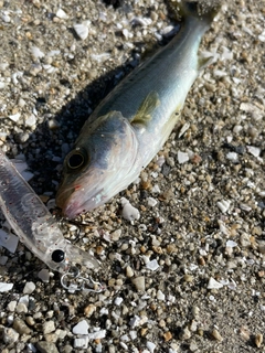 セイゴ(タイリクスズキ)の釣果