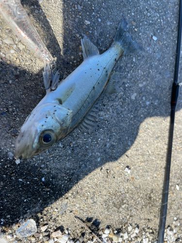 セイゴ（タイリクスズキ）の釣果
