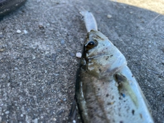 セイゴ(タイリクスズキ)の釣果