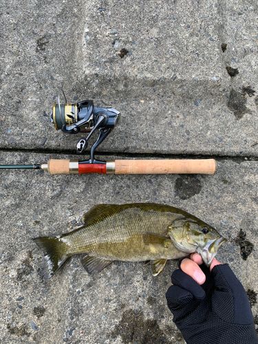 スモールマウスバスの釣果