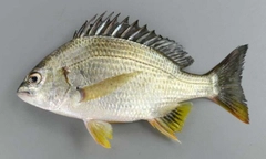 キビレの釣果