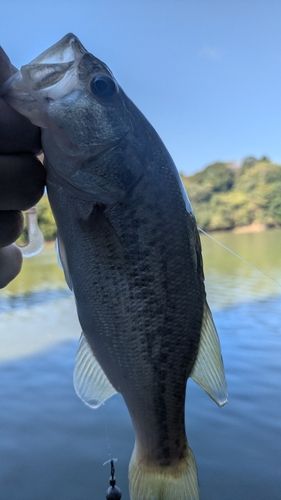 雄蛇ケ池