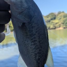 ブラックバス