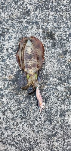 アオリイカの釣果