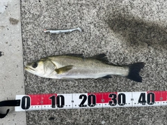 フッコ（マルスズキ）の釣果