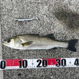 フッコ（マルスズキ）