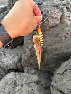エソの釣果
