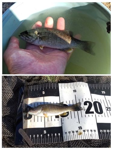 スモールマウスバスの釣果