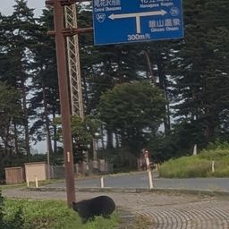 ブラックバス