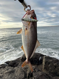 ショゴの釣果