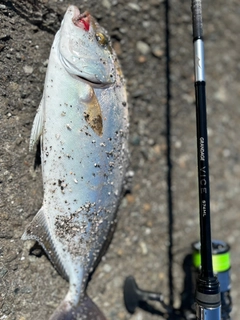シオの釣果