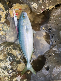 コゾクラの釣果