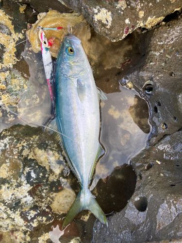 コゾクラの釣果