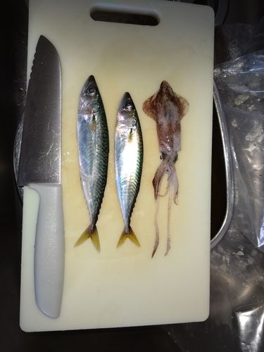 サバの釣果