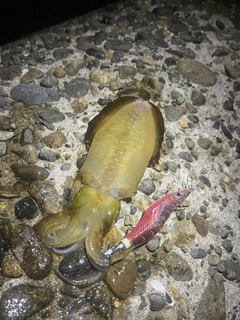アオリイカの釣果