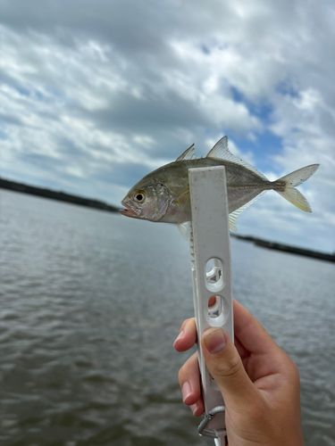 メッキの釣果