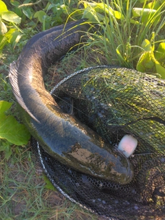 ライギョの釣果