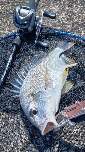 キビレの釣果